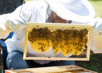 Пчеловоды Молдовы: Это был хороший год