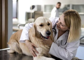 В м.Комрат проводятся работы по стерилизации бродячих собак