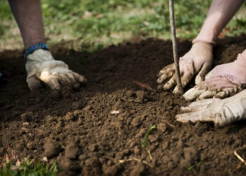 В Тараклийском районе посадили 30 тысяч деревьев