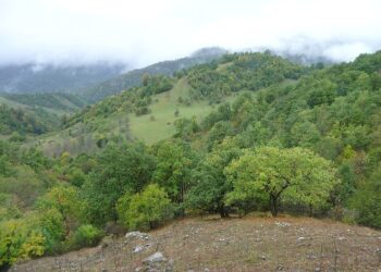 В селе Авдарма появится еще один лес