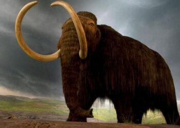 В Гагаузии нашли кости древнего мамонта