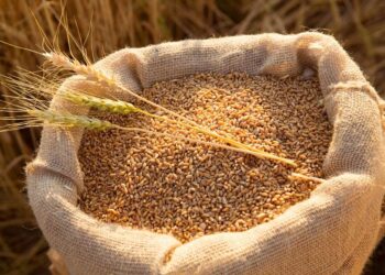Импорт зерновых лицензируется на три месяца