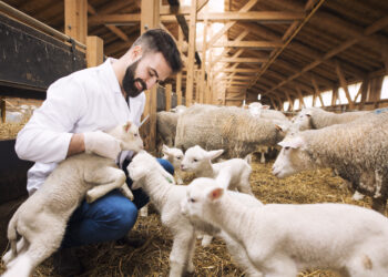 В Молдове появится мобильная ветеринарная клиника 