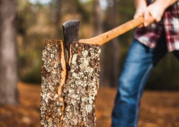 С начала года в Комратском районе зафиксировали 7 случаев незаконной вырубки деревьев