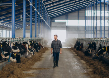 В Молдове выделят пособие до 200 тысяч леев для молодых ветеринаров в сельской местности