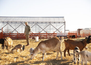 Проект AGGRI запускает прием заявок на гранты для производителей животноводческого сектора