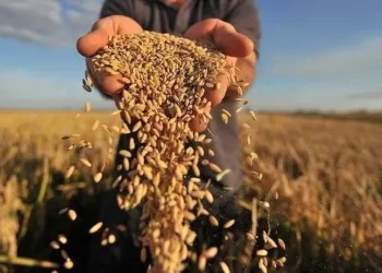 В минсельхозе рассмотрят новые механизмы финансирования фермеров и производителей зерна