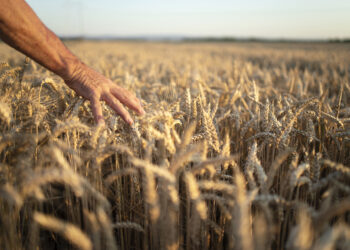 Отклик на протесты фермеров: Еврокомиссия идёт на уступки аграриям