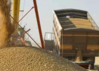 Падение цен на зерно сохраняется в Республике Молдова и в Черноморском бассейне