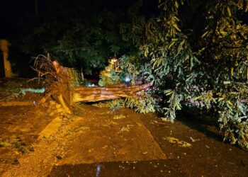 ГИЧС: В некоторых районах страны из-за сильного ветра и дождя были повалены деревья и оборваны линии электропередач