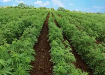 Когда в Молдове разрешат выращивание промышленной конопли