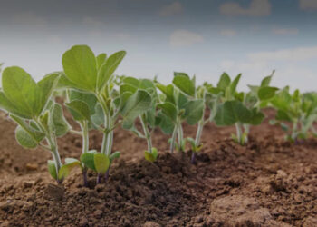 В Молдову приходит новый инвестор