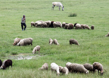 Дефицит пастбищных угодий в Комрате: обеспеченность составляет лишь 21% от потребности