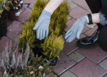 С 1 июня стартовал прием заявок на предоставление субсидий по посадке многолетних насаждений/трав