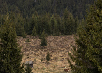 Тропические леса исчезают со скоростью 18 футбольных полей в минуту