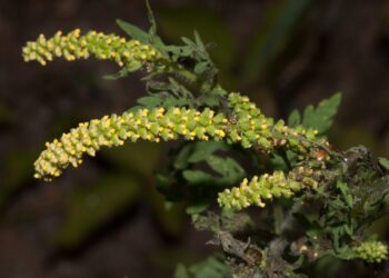 В Молдове стартует обязательная борьба с амброзией — за игнорирование штрафуют